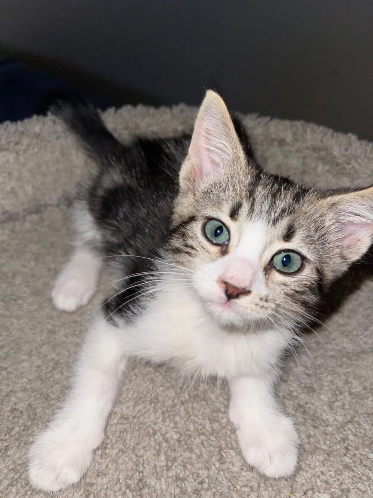 Kitten  Frank image 3