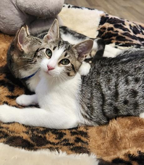 Kitten  Chandler