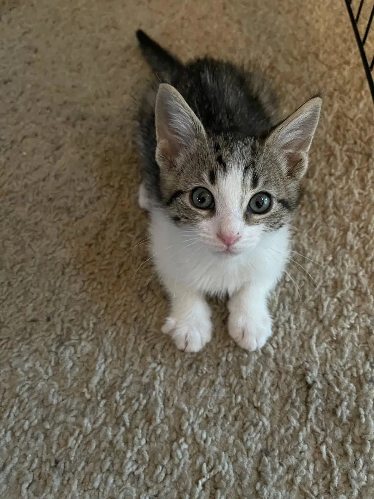 Kitten  Chandler image 3