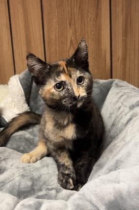 Kitten  Stella