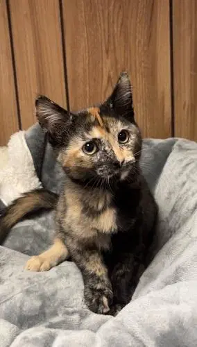 Kitten  Stella image 2