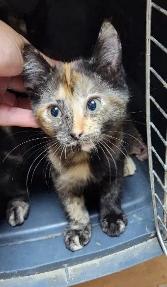 Kitten  Stella image 3