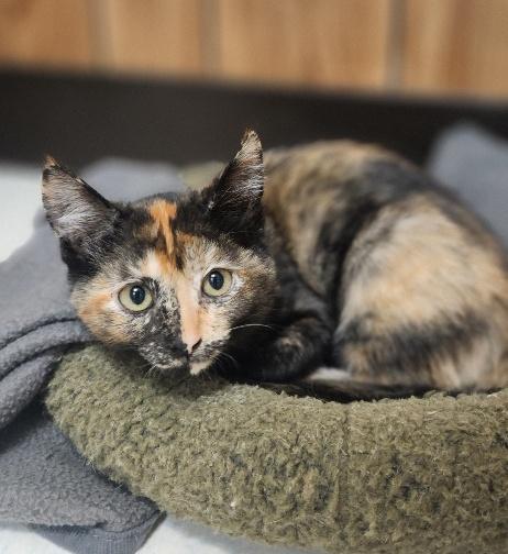 Photo 4 of Kitten 28219 (Stella)