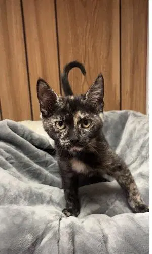 Kitten  Jillian - Tortoiseshell