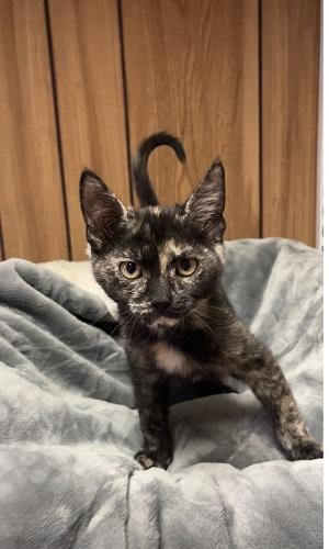 Kitten  Jillian