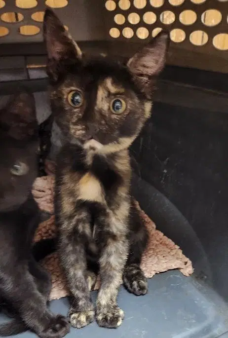 Kitten  Jillian image 2