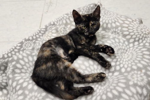 Photo 2 of Kitten 28220 (Jillian)
