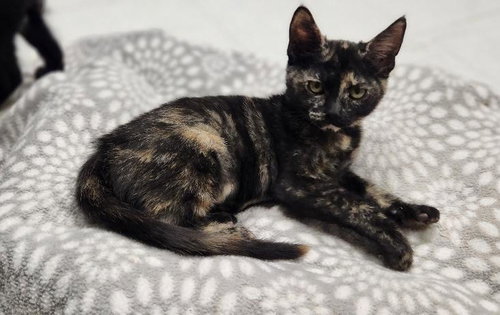 Photo 3 of Kitten 28220 (Jillian)