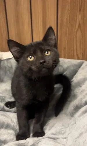 Kitten  Teddy - Domestic Short Hair