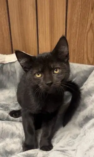 Kitten  Teddy image 2
