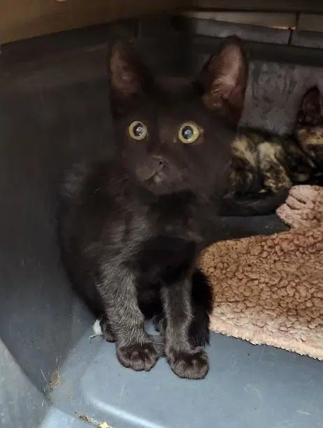 Kitten  Teddy image 3