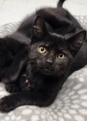 Kitten 28221 (Teddy), a cat for adoption from The Cat House on the Kings