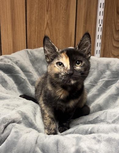Kitten  Kiki
