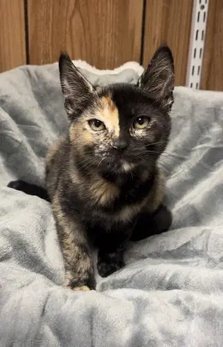 Kitten  Kiki image 2
