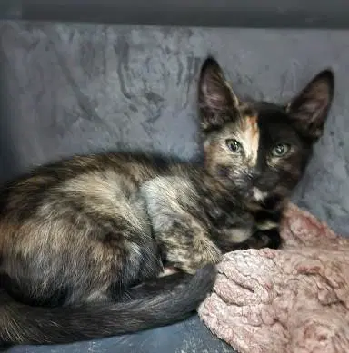 Kitten  Kiki image 4