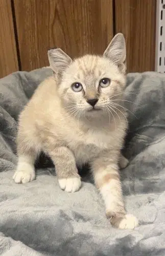Kitten  Lavender image 1
