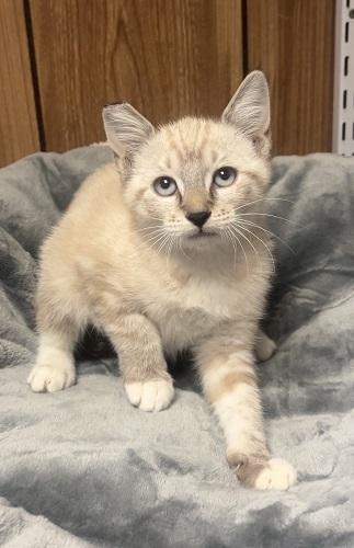 Kitten  Lavender