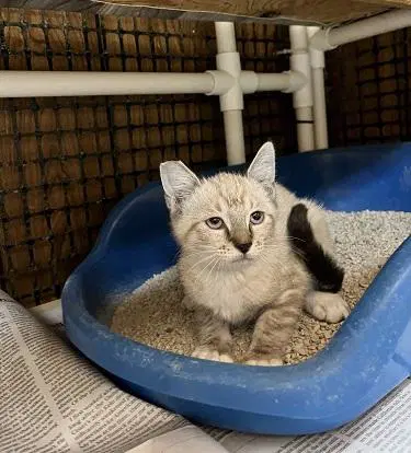 Kitten  Lavender image 3