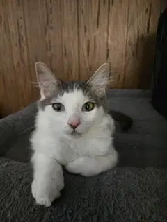 Theodore - Maine Coon
