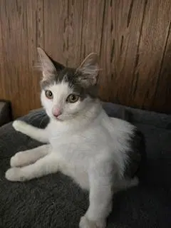 Theodore image 2