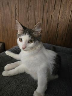 Photo 2 of Theodore