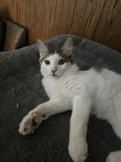Theodore image 3