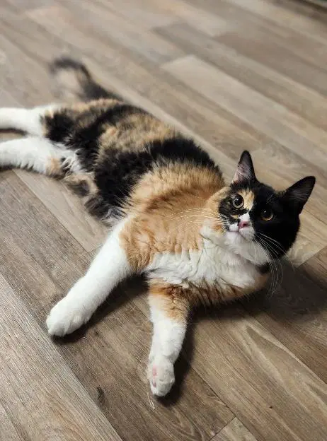 Kitten  Fettuccine - Calico