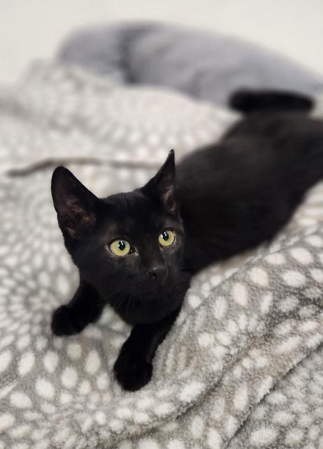 Photo 3 of Kitten 28218 (Jet)