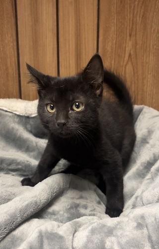Photo 4 of Kitten 28218 (Jet)