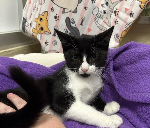 Bailee, a cat for adoption from The Cat House on the Kings