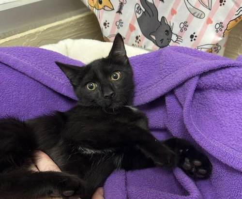 Baxter, a cat for adoption from The Cat House on the Kings