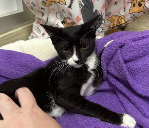 Bellini, a cat for adoption from The Cat House on the Kings