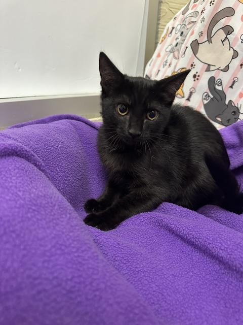 Bianca, a cat for adoption from The Cat House on the Kings