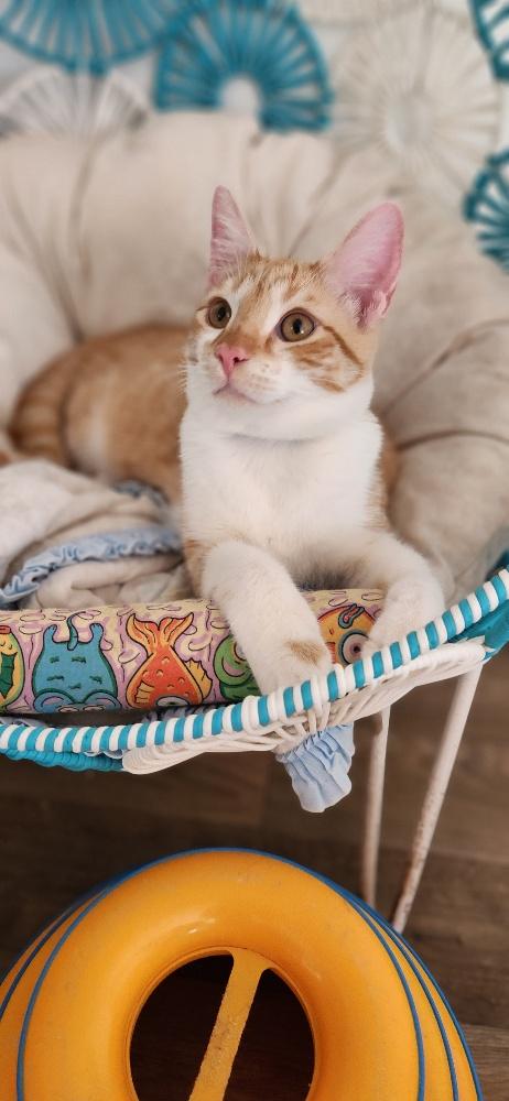 Photo 2 of Cat 27724 (Pooh)