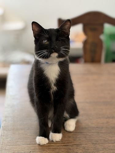 Kitten 27913 (Kingfisher), a cat for adoption from The Cat House on the Kings