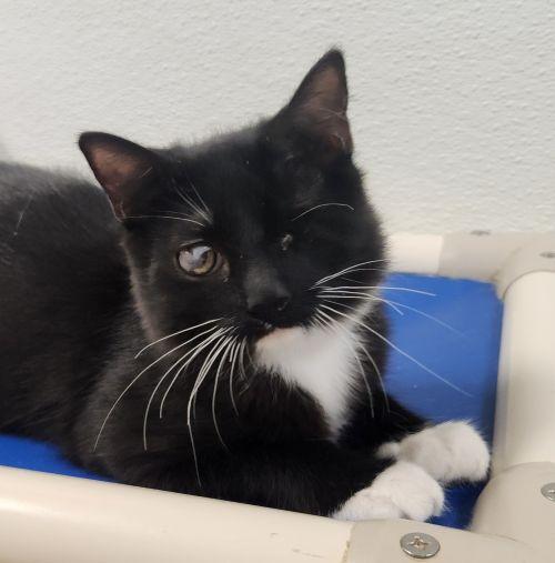 Photo 2 of Kitten 27913 (Kingfisher)