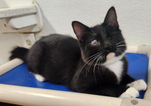 Photo 3 of Kitten 27913 (Kingfisher)