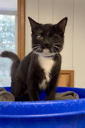 Photo 4 of Kitten 27913 (Kingfisher)