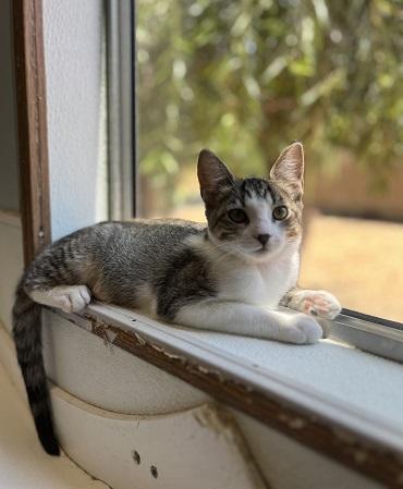 Kitten  Tammy