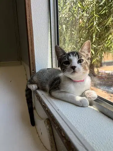 Kitten  Tammy image 2