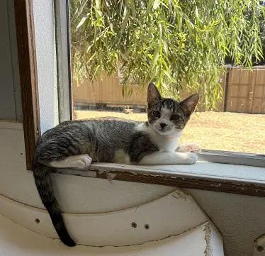 Kitten  Tammy image 3