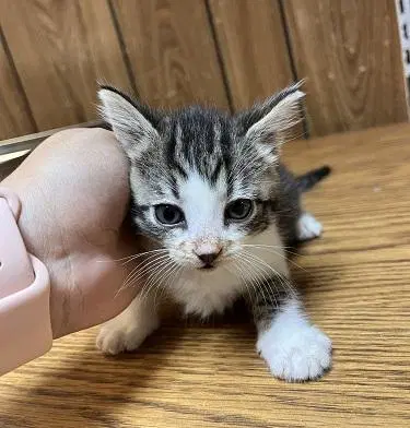 Kitten  Tammy image 4