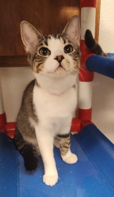 Kitten 27831 (Tammy)