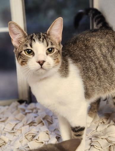 Kitten 27831 (Tammy), photo 2