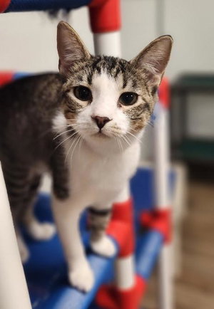 Kitten 27831, photo 3