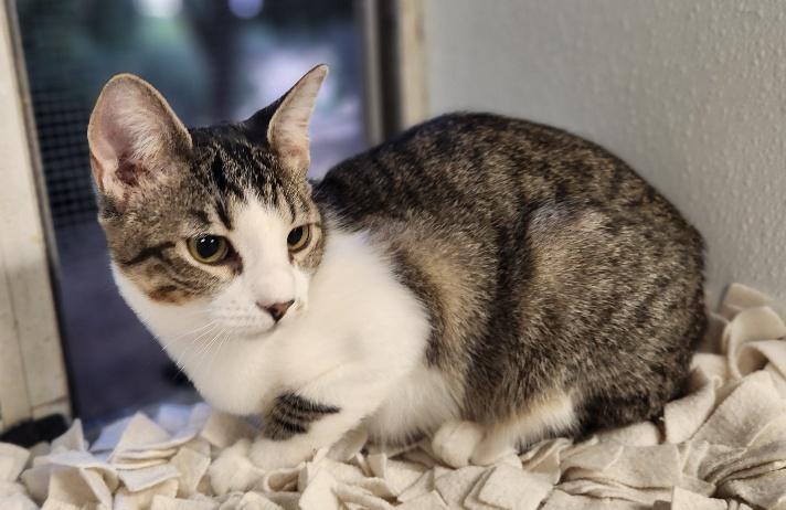 Kitten 27831 (Tammy), photo 4