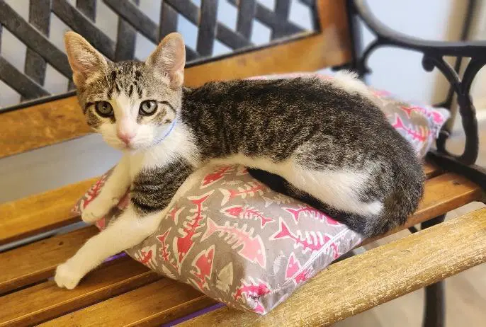 Kitten  Waffle - Tabby