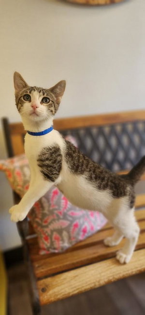 Cat 28064, photo 2