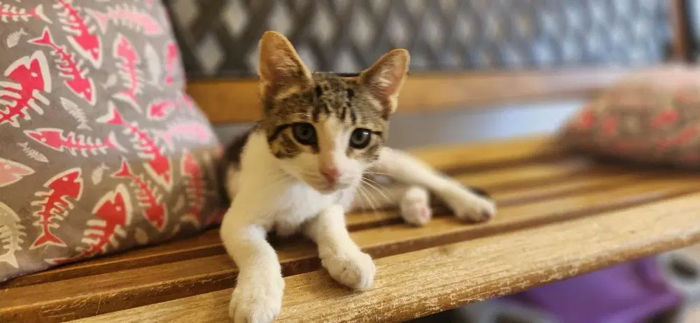 Kitten  Waffle image 3