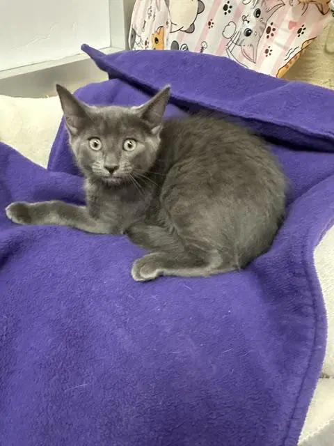 Cupcake - Russian Blue